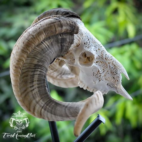 Vintage Taxidermy Hand Carved Indonesian Ram Skull with Horn Almost Double Curl Great For Home Decor Skull Side View, Decorated Skulls, Vintage Taxidermy, Balinese Art, Antler Carving, Skull With Horns, Goblincore Aesthetic, Animal Skeletons, Ram Skull