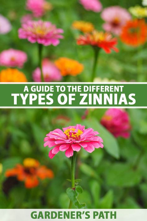 A vertical image of different colored zinnias growing in the garden pictured on a soft focus background. To the center and bottom of the frame is green and white printed text. State Fair Zinnias, Zinnias Flowers, Flower Bushes, Zinnia Garden, Flowers To Plant, Green Backyard, Zinnia Flower, Cut Flower Farm, Zinnia Flowers