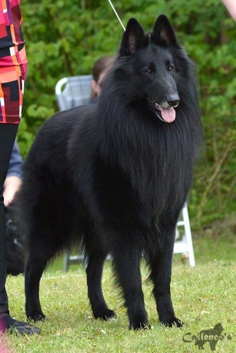 Groenendael Dog, Belgian Groenendael, Belgian Shepherd Groenendael, Best Farm Dogs, Belgian Dog, German Shepherd Photography, German Shepherd Colors, Berger Malinois, Pure Breed Dogs