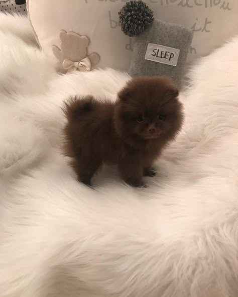 Brown Pomeranian Puppy, Dogs Group Photo, Chocolate Pomeranian, Brown Pomeranian, Micro Pomeranian, Pomeranian Colors, Animal Videos Funny, Pictures Of Pets, Baby Pomeranian