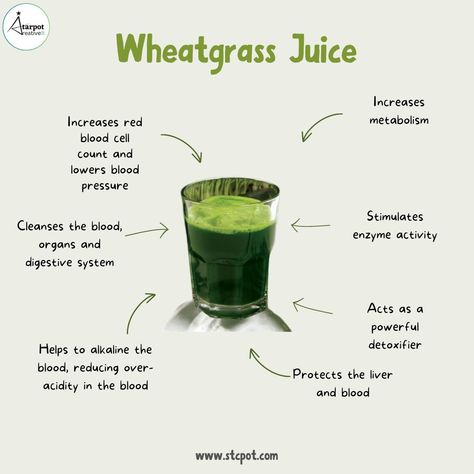 Wheatgrass juice is a nutritional powerhouse packed with vitamins, minerals, and enzymes. #wheatgrass #health #wellness #nutrition Benefits Of Wheatgrass Shots, Wheatgrass Benefits, Herbal Tea Recipes Homemade, Wheatgrass Juice, Wheat Grass Shots, Wheatgrass Powder, Winter Arc, Ayurvedic Healing, Herbal Teas Recipes