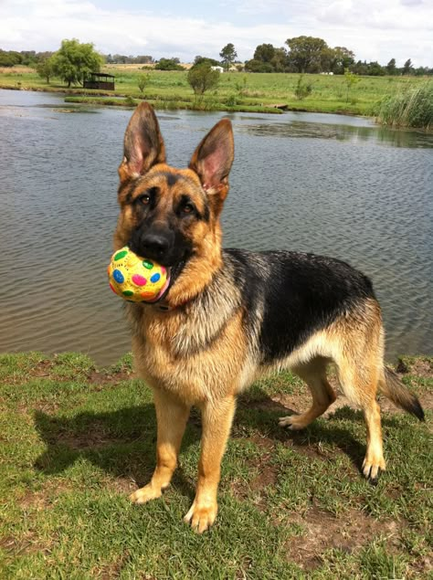 German Sheperd Dogs, German Shepherd Pictures, Animal Jungle, Shepherd Dog Breeds, Dog Waiting, Very Cute Dogs, Australian Shepherd Dogs, Pretty Dogs, Cute Pets