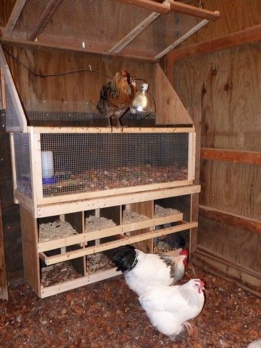 Brooder and nest boxes | Custom-built by the hubby. You can … | Flickr Chicken Raising, Chicken Pen, Chicken Eating, Chicken Coop Designs, Coop Plans, Building A Chicken Coop, Keeping Chickens, Chicken Coop Plans, Backyard Chicken Coops