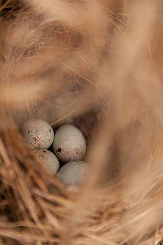 Nest Aesthetic, Love Birds Nest, Egg Nest, Raising Goats, Birds Nests, Bird Nests, Bird Eggs, Lambada, Decoupage Art