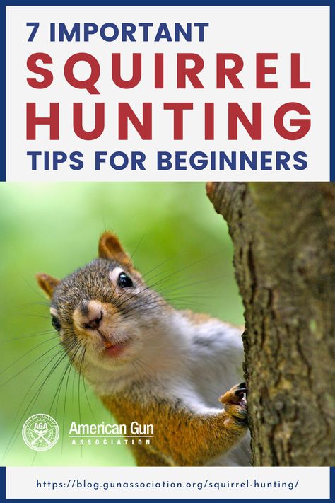 Shed Hunting Tips, Hunting Tips For Beginners, Small Game Hunting, Squirrel Hunting Tips, Fall Turkey Hunting Tips, Squirrel Hunting, Hunting Guide, Goose Hunting, Sense Of Sight