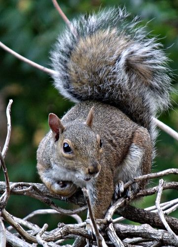 grey squirrel | Grey squirrel out the window in Bethnal Gree… | Jayarava | Flickr Grey Squirrel Photography, Squirrel Images, Squirrel Photos, Eastern Gray Squirrel, Gray Squirrel, Grey Squirrel, Squirrel Pictures, Cat Tattoos, Animal References