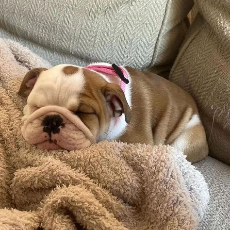 Cuteness overload 🫶 📲 Tag Your Bulldog Lovers Friend ❣️ 📌Save This Post For Later 🔔 Turn on Notification for a new post ---------------------------------- 📸 Credit: @george.n.daisy.englishbulldogs 👉👉DM For Credit or Removal Request ---------------------------------- 👉👉 Follow Me @bulldogbosspet . . . . . . . . . . #bulldoglove #englishbulldog #englishbulldogs #englishbulldogsofinstagram #englishbulldogs #hangingout #evening #whelping #englishbulldogpuppies #breedingannouncement #familyfar... Puppy Bulldog, Fluffy English Bulldog, Chunky Bulldog Puppies, Cute Bulldogs English, Baby English Bulldogs, Baby Bulldog, Spotted Bulldog, Cute Bulldog Puppies, Goofy Dog