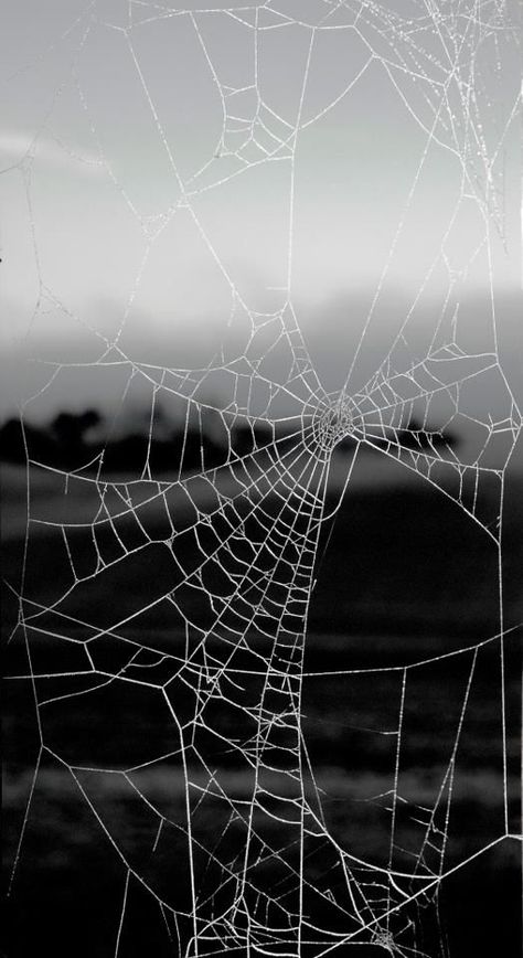 Spoder Web, Cobweb Drawing, Spider Web Aesthetic, Spider On Web, Web Drawing, Spiders Webs, Spider Web Drawing, Shuffle Board, Spiders Web