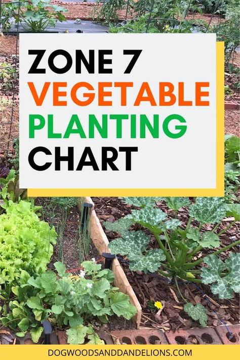 This Zone 7 vegetable planting chart can be easily adapted to other gardening zones. You will know when to plant each vegetable at the proper time. #dogwoodsanddandelions #gardening #vegetablegardening Growing Calendar For Zone 7, Gardening Schedule Calendar Zone 7, Zone 7 Vegetable Planting Guide, What To Plant In April In Zone 7, What Vegetables Can Be Planted Together, Zone 7b Planting Schedule Vegetables, What To Plant In February In Zone 7, Zone 7 Planting Guide, Zone 7 Gardening Vegetables