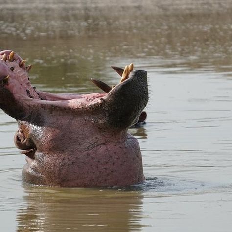 Did you that the Hippo is......... - Third Largest Land Mammal - Semi-Aquatic Lifestyle - Dangerous to Humans - Herbivores with Huge Teeth - Unique Skin Secretion Mostly Nocturnal Grazers  Fast on Land: at speeds of up to 30 km/h (19 mph) - Social Creatures: Hippos are highly social animals and live in groups - Calves Born Underwater - Long Lifespan: hippos can live up to 40 years, and in captivity, they may live even longer, sometimes reach 50 years. #visituganda for an encounter with th... 40 Years, Uganda, 50 Years, Mammals, Human, Lifestyle, Skin, Animals, Quick Saves