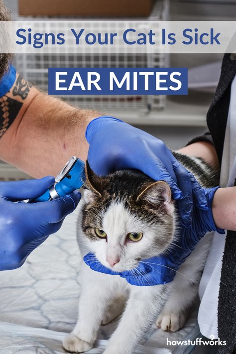 A cat or kitten with itchy ears is one of the first signs that your cat might have ear mites. Read on to find remedies for your sick cat, as well as how to protect your other cats and kittens in the house. Cat Ear Mites Remedies Home, Ear Mites In Cats Remedy, Clean Cat Ears, Cat Ear Mites, Cat Acne, Cat Remedies, Ear Piercing Inspiration, Kitten Ideas, Double Ear Piercing