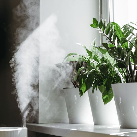 9 Innovative Plant Humidifiers and Misters Plants In Glass Jars, Plant Humidifier, Keeping Plants Alive, Plant In Glass, Plants In Jars, Best Indoor Plants, Mini Plants, Plant Aesthetic, Room With Plants