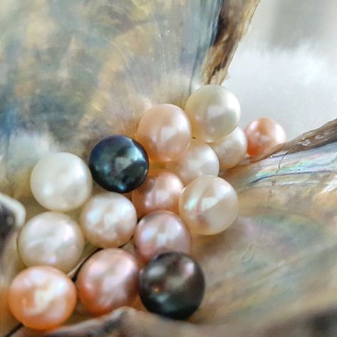 Pearl Love, Mermaid Aesthetic, Oyster Pearl, Saltwater Pearls, Luna Lovegood, Shell Art, Pittsburgh Pa, Tahiti, Cultured Pearls