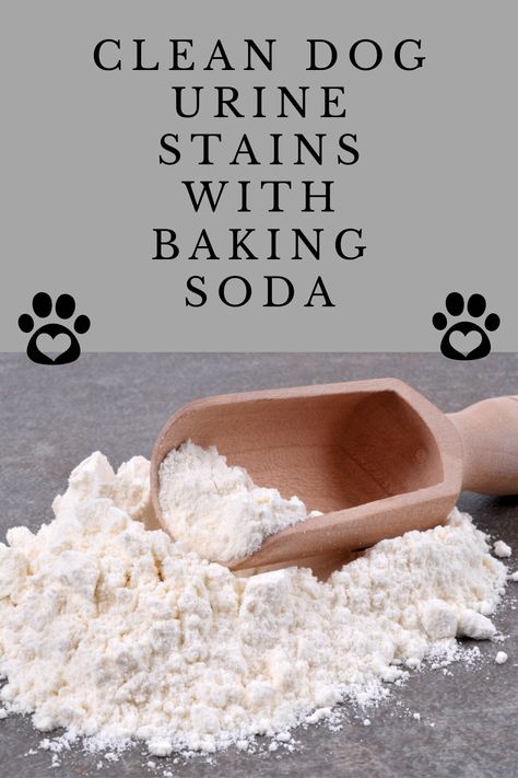 We love our pets but don’t want our homes to smell of them. Baking soda works as a neutraliser for bad smells around the home by absorbing odours, not just masking them like conventional cleaners. Cleaning With Baking Soda, Natural Dog Remedies, Cleaning Pet Urine, What Is Baking Soda, Dog Incontinence, Remove Pet Stains, Pet Remedies, Household Cleaning Products, Dog Remedies