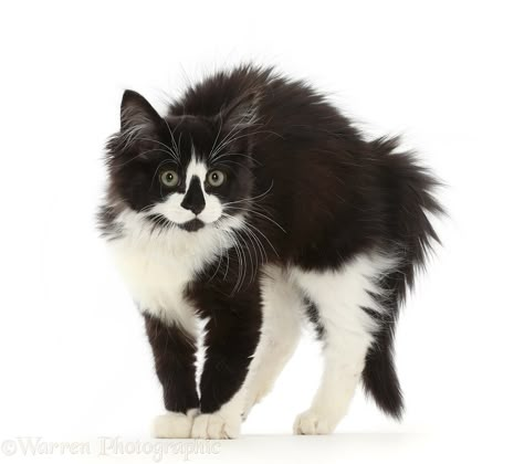 Black-and-white kitten fluffed up and defensive, white background Black White Cat Drawing, White Cat Header, White Cat Halloween Costume, White Cat Gif, Cat Girl Aesthetic, Cat Goofy, Kitten Poses, Cat White Background, Cat Girl Art