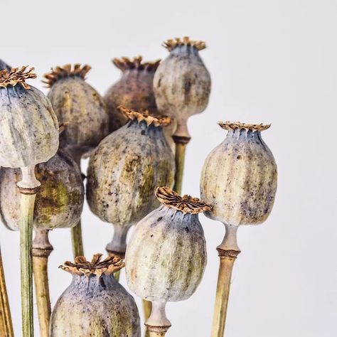 Foto Macro, Poppy Pods, Poppy Seed, Poppy Seeds, Botanical Drawings, Dried Flower Bouquet, Seed Pods, Bunch Of Flowers, Natural Forms