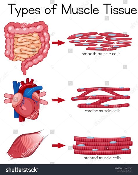 Types of Muscle Tissue illustration #Ad , #AFFILIATE, #Muscle#Types#illustration#Tissue Muscle Types Drawing, Muscular Tissue Notes, Tissue Illustration, Types Of Muscle Tissue, Muscle Types, Skeletal Muscle Tissue, Physiology Notes, Muscular Tissue, Cardiac Muscle Cell