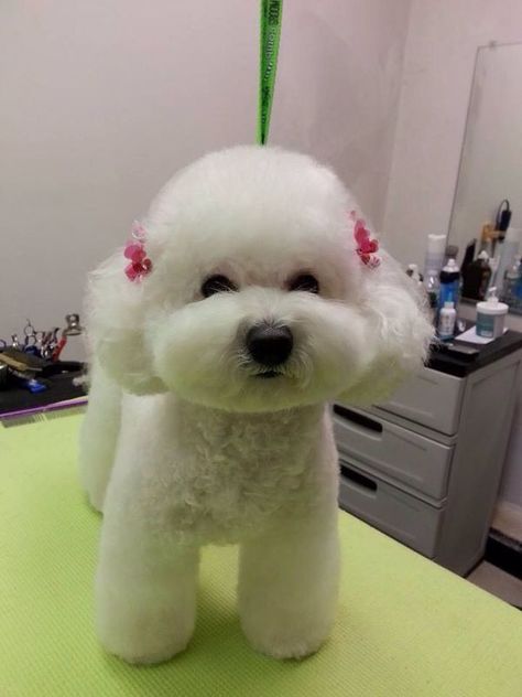 12 Haircuts for Bichon Frises – The Paws Dog Grooming Diy, Poodle Haircut, Dog Grooming Styles, Bichon Dog, Bichon Frise Puppy, Puppy Grooming, Poodle Grooming, Dog Haircuts, Grooming Style