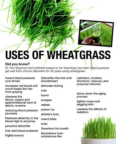 All the benefits of #wheatgrass Fruit Health, Tomato Nutrition, Protein Smoothies, Matcha Benefits, Coconut Health Benefits, Stomach Ulcers, Benefits Of Coconut Oil, Wheat Grass, Lower Blood Pressure