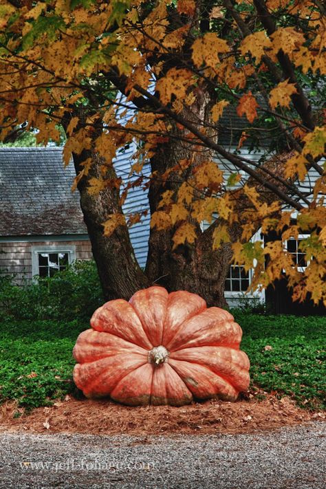 giant pumpkin Giant Plants, Grow Pumpkins, Weather Forecasting, Pumpkins And Gourds, Jp Morgan, Pumpkin Garden, Giant Pumpkin, Growing Pumpkins, Fall Nature