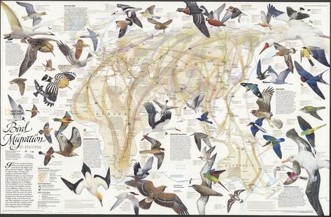 Bird Migration Map, Analysis Diagram, Names Of Birds, Animal Infographic, National Geographic Maps, Geometry Problems, Flight Patterns, Common Birds, Bird Migration