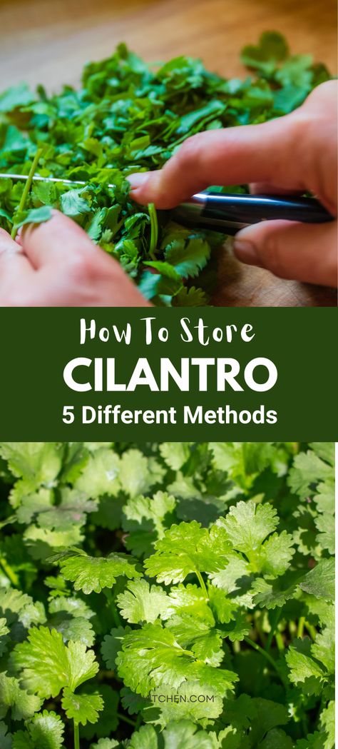 A Pinterest pin with a photo of fresh cilantro and simple storage tips. Learn how to keep your  cilantro fresh and full of flavor with easy preservation methods. Ideal for home cooks and herb lovers! #FreshParsley #KitchenHacks #HerbStorage Preserve Cilantro, Store Cilantro, Freezing Cilantro, How To Harvest Cilantro, Drying Cilantro, Herb Storage, Beef Jerky Recipes, Prevent Food Waste, Jerky Recipes