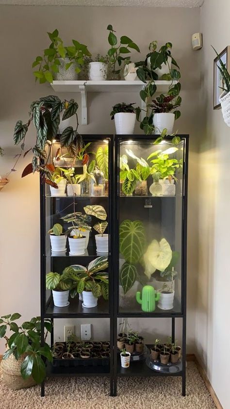 Ikea Glass Cabinet, Ikea Plants, Room Plants, Plant Room, Indoor Greenhouse, Home Greenhouse, Plant Decoration, Outdoor Plant, Plants Decor