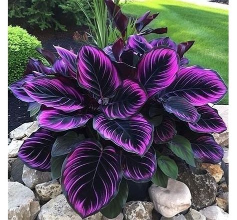 25+ Seeds Purple Tip Calathea Couture Flower Indoor or Outdoor Beautiful Plant - Search Shopping Asian Plants Outdoor, Blue Plants Indoor, Black Garden Plants, Porch Plants For Winter, Purple Hosta Plants, Tall Tropical Plants Outdoor, In Home Plants, Weird House Plants, Purple Elephant Ears Plants