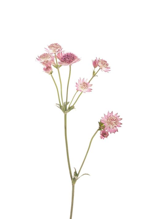 Pink Astrantia, Astrantia Flower, Dragonfly Artwork, Cobra Art, Landscape Design Drawings, Emoji Drawings, Tattoo Flowers, Diy Bouquets, Flower Cottage