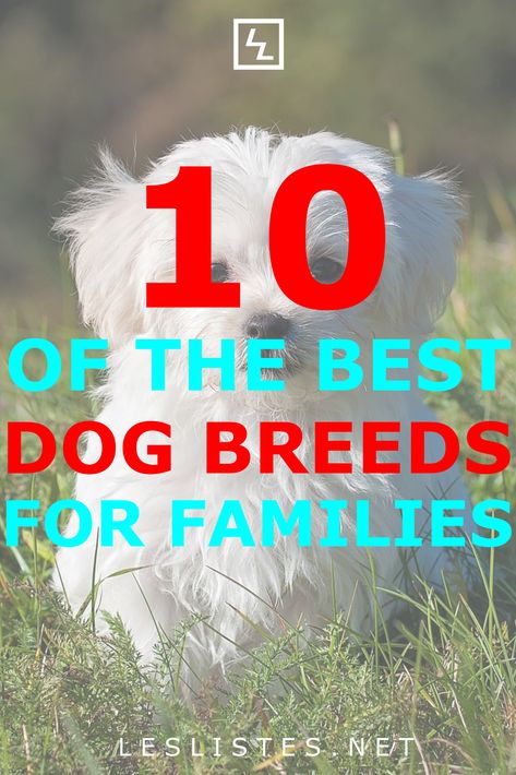 Having a dog as a pet is almost a right of passage for any family. However, it is important that you choose the right one for your particular situation. Check out 10 of the best dog breeds for families. #dogs Dog Breeds For Families, Cutest Small Dog Breeds, Best Small Dog Breeds, Family Dogs Breeds, Best Small Dogs, Dog Breeds Pictures, Best Dogs For Families, Cute Small Dogs, Dog Top