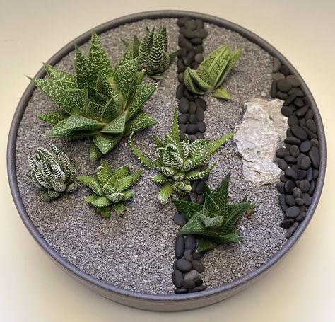 Assorted haworthia succulents arranged in a low ceramic pot from IKEA. Seiryu stone, charcoal grey course sand top dressing, black river rocks accent stripes. Miniature Gardens, Miniature Garden, Terrarium, House Plants, Craft Ideas, Composition, Stripes, Plants, Flowers