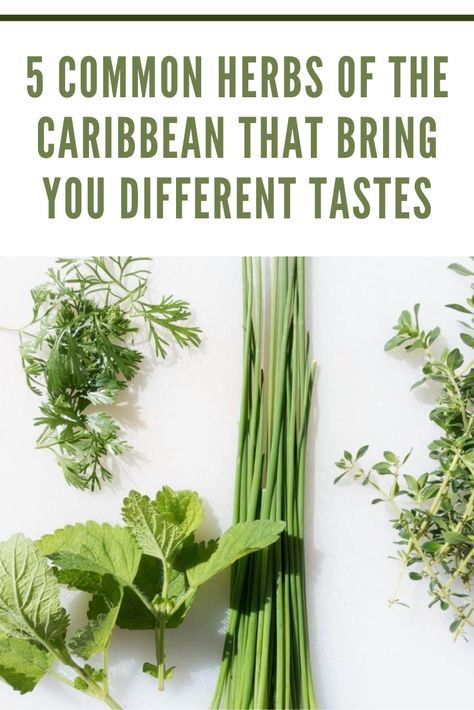 Learn about the common herbs used in Caribbean cuisine to give this land an irresistible attraction and their food incredible flavor. Carribean Vegetables, Island Food Caribbean, Vegan Caribbean Food, Vegan Carribean Recipe, Caribbean Spices, Polynesian Food, Puerto Rican Cuisine, Green Eating, Caribbean Cuisine