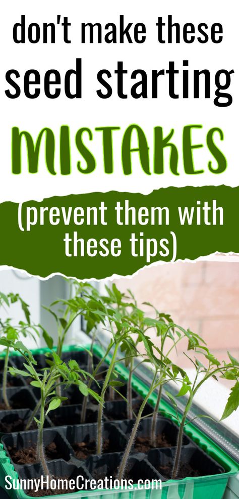 top says "don't make these seed starting mistakes - (prevent them with these tips), bottom has a pic of seedlings tilting towards a windwo Indoor Garden Starter Seed Starting, Best Seeds To Start Indoors, When To Start Garden Seeds Indoors, Best Soil For Seed Starting, Starting Tomatoes From Seed Indoors, Diy Indoor Seed Starting, Seed Starting Tips, Planting A Garden From Seeds, Diy Greenhouse For Seedlings