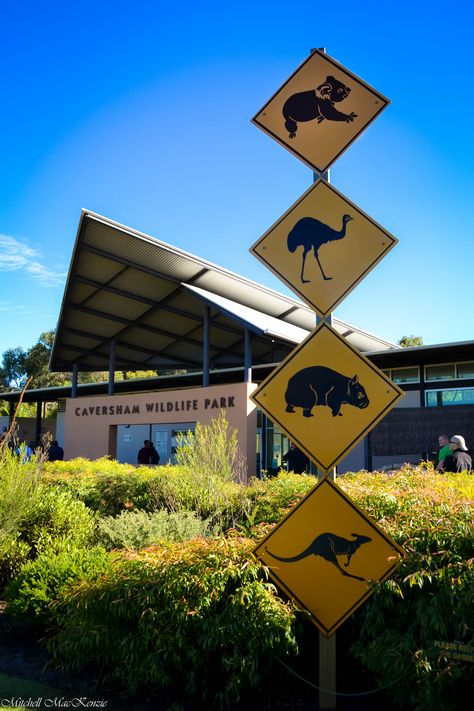 Caversham Wildlife Park. Perth, Australia. 2012 Caversham Wildlife Park Perth, Australia Vibes Aesthetic, Australia Melbourne Aesthetic, Perth Australia Aesthetic, Caversham Wildlife Park, Australia Scenery, Australian Aesthetic, Vacation Australia, Australia Lifestyle