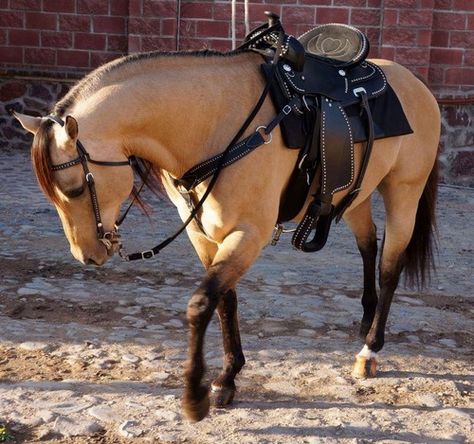 Buckskin Horse, Western Riding, Majestic Horse, Horses And Dogs, All The Pretty Horses, Horse Crazy, Western Horse, Cute Horses, Horse Life