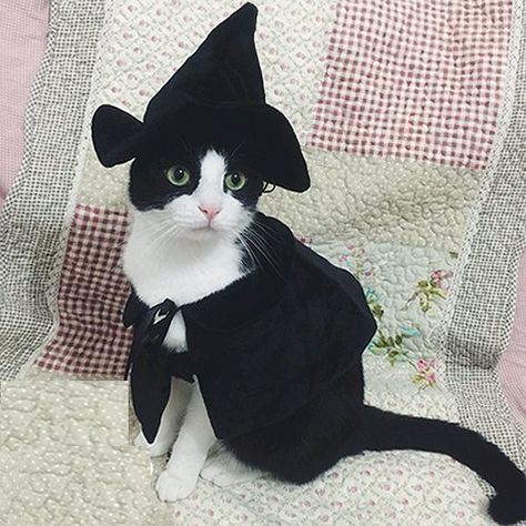 Cat Halloween Costume Pet, Pet Costumes Cat, Chat Diy, Halloween Costumes To Make, Wizard Costume, Chat Halloween, Cat Halloween Costume, Pet Halloween Costumes, Cat Costume