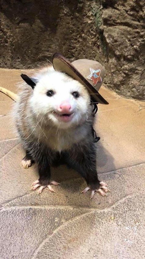 Pet Possum, Opossum And Raccoon, Possum Funny, Baby Possum, Awesome Possum, Fav Animal, Cool Animals, Trash Panda, Yee Haw