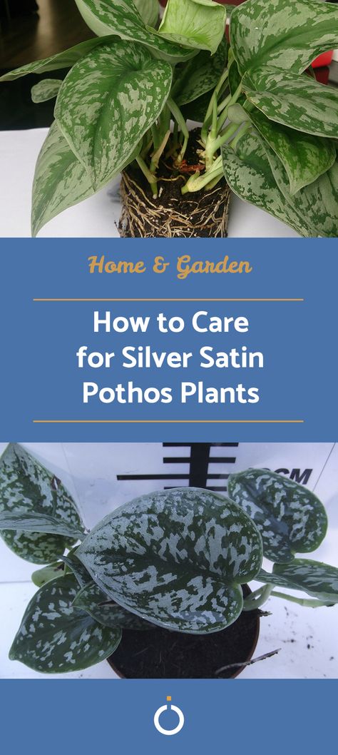 Silver Vine Plant, Pothos Silver Satin, Silver Pothos Care, Silver Pothos Plant, Vining House Plants Indoor, Satin Pothos Care, Satin Pathos, Silvery Ann Pothos, Silver Satin Pothos