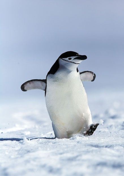 cute chinstrap penguin. Chinstrap Penguin, Snow Animals, Pictures Of The Week, Cute Penguins, Wild Life, Animal Photo, 귀여운 동물, Beautiful Creatures, Beautiful Birds