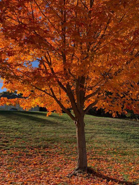 Fall Tree Aesthetic, Orange Trees Aesthetic, Maple Tree Aesthetic, Fall Orange Aesthetic, Orange Aesthetic Fall, Fall Trees Aesthetic, Orange Tree Aesthetic, Autumn Aesthetic Orange, Orange Fall Aesthetic