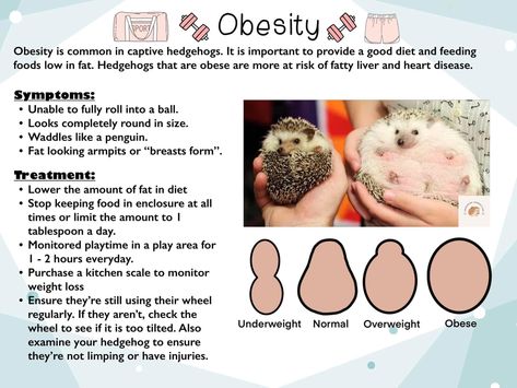 Types Of Hedgehogs, Hedgehog Care Guide, Hedgehog Names, Hedgehog Care, Hedgehog Pet, A Hedgehog, Hedgehogs, Best Diets, Animals