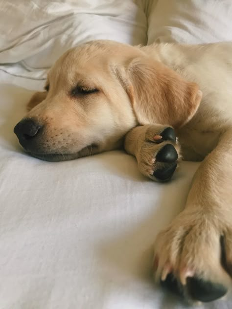 Golden Labrador Aesthetic, Labrador Puppy Aesthetic, Golden Lab Aesthetic, Labrador Aesthetic, Aesthetic Labrador, Labrador Retriever Aesthetic, Lab Puppy Aesthetic, Golden Labrador Puppy, Labrador Astetic