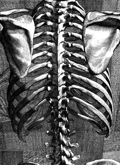 ☆ Rib Cage.。Back view :→: Artist Bernard Siegfried Albinus ☆ Caged Aesthetic, Will Graham Aesthetic, Tma Fears, Rib Cage Drawing, Spine Drawing, Hannibal Aesthetic, Back Drawing, Human Spine, Paint It Black