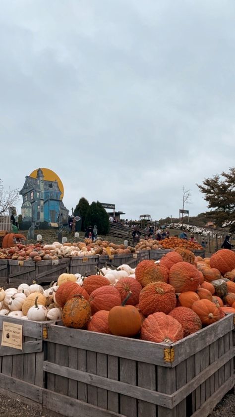 Linvilla Orchards, Fall Orchard, 2024 Activities, Fall Moodboard, Halloween Maze, Fall Feeling, Cider Mill, Fall Mood Board, Fall Mood