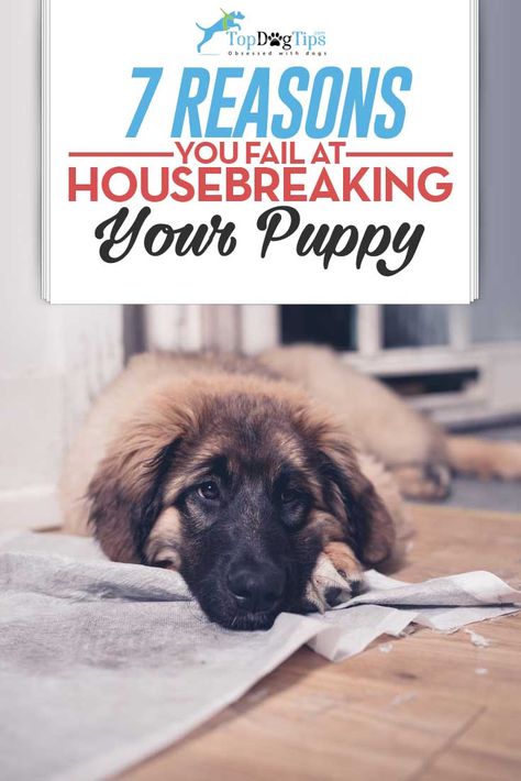 Reasons You Fail At Housebreaking a Puppy House Training Puppies, Dog Minding, Puppy House, Easiest Dogs To Train, Dog Behavior Problems, Potty Training Puppy, Puppy Training Tips, Aggressive Dog, Training Your Puppy