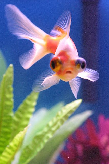 Telescope Eye Goldfish Wanted to get one of these, but picked Black Moors instead, ah well. Love my goldies! <3 Goldfish With Big Eyes, Pop Eyed Goldfish, Telescope Eye Goldfish, Butterfly Telescope Goldfish, Telescope Goldfish, Bubble Eye Goldfish, Shubunkin Goldfish, Goldfish Watercolor, Goldfish Care