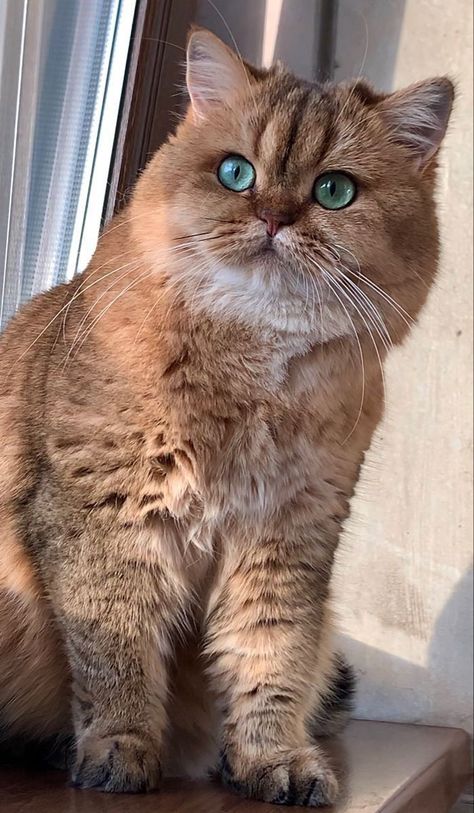 Wallpaper Gatos, Adventure Cat, British Shorthair Cats, Gorgeous Cats, Brown Cat, British Shorthair, Fluffy Animals, Domestic Cat