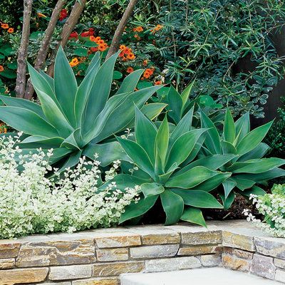 Agave attenuata - 16 Gorgeous Agave Plants - Sunset Pool Deck Patio Ideas, Foxtail Agave Landscape, Agave Plant Landscaping Front Yards, Agave Garden, Pool Plants, Agave Plants, Agave Attenuata, Succulent Landscape Design, Florida Landscaping