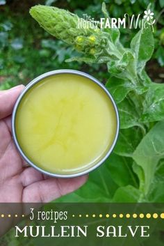 Learn how to make 3 basic mullein salves that are helpful for dry skin, minor scrapes and scratches, and a chest rub for coughs. Plantain Salve Recipe How To Make, Herbs For Hives, Herbs For Dry Skin, Mullein Salve Recipe, Mullen Salve, How To Make Mullein Tincture, Mullein Root Tincture, Mullen Tincture, Mullein Tincture Recipe