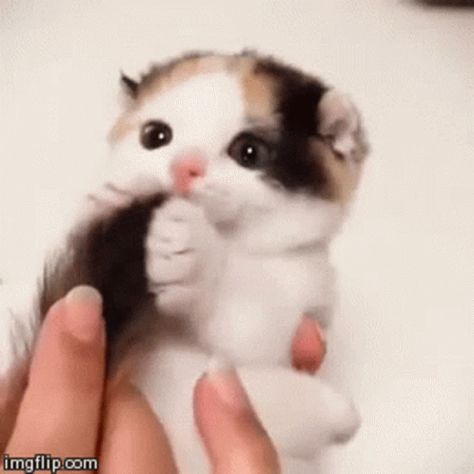 Funny Cat Fails, Funny Cat Compilation, Calico Kitten, Cute Kitten Gif, Kitten Love, Kitten Gif, Little Kittens, Fluffy Cat, Cute Animal Videos